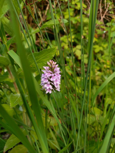 A common spotted orchid, which is a mostly pale-pink to white flower with hot pink markings on multiple petals that are tightly packed and go around the stem. 