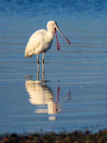 Tall white bird with salad tongs for a face, standing in water