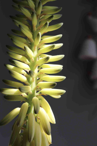Photograph of a cluster of flower buds atop a stem rising from an aloe plant. The buds are brightly lit by a spot of sunlight coming through a nearby window, accenting their oblong yellow forms topped with green stripes. The area surrounding the flower spike is otherwise dim.