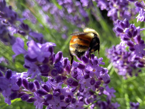 A red belted bumblebee hunched over a sprig of purple lavender. The late afternoon sun is hitting its red-orange stripes, and the fuzz on is head, making them practically glow. 