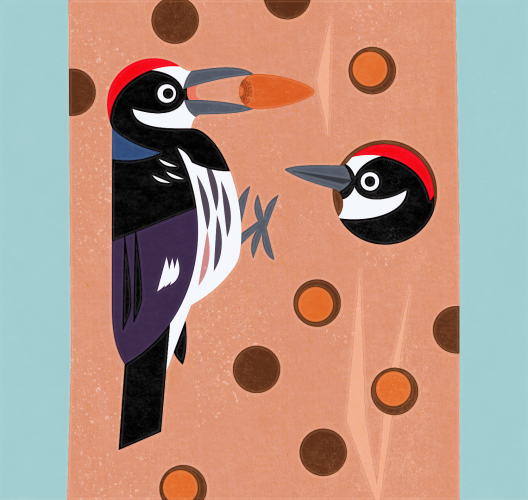 Flat and colorful illustration of two Acorn Woodpeckers in a tree being used for acorn storage. A perched woodpecker has an acorn in his mouth while another playfully pokes out through a tree cavity.