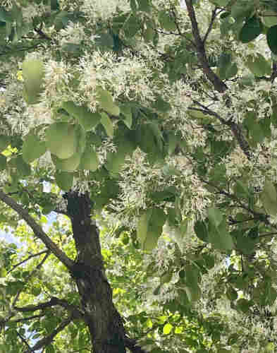 This is a picture of a Chinese fringetree tree.
Its large tree has long, thin, thread-like white flowers.
Those white thin fringes are loosely curled facing this way and that.
The white flowers in clusters are very pretty, swaying in the wind. This tree is a rare species in Japan. I saw this for the first time, especially in the Kanto area where I live. They are mainly found in the Kyushu region of Japan.