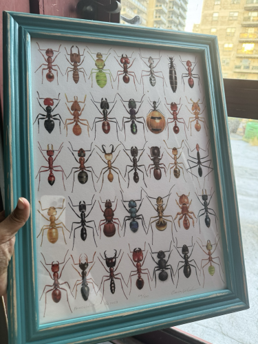 Holding an A4 sized print of ants, 35 different ants in a 7 by 5 array!