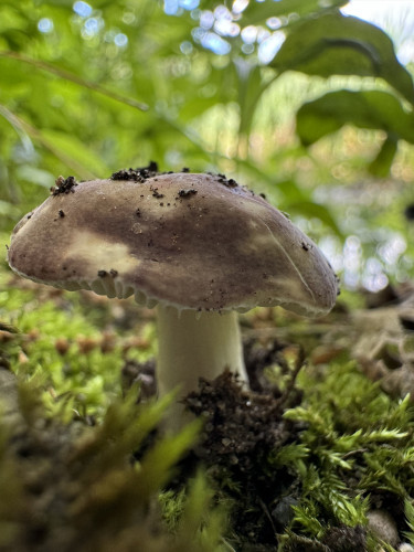 Close up photo of a small Russula mushroom that just opened its brown and white cap. It sits on a bed of moss.