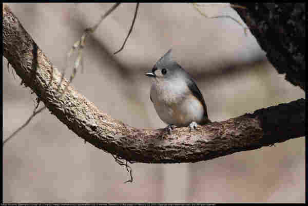 A Tufted Titmouse (Baeolophus bicolor) was standing on a Virginia Creeper (Parthenocissus quinquefolia) vine in Norman, Oklahoma, United States on February 13, 2024.