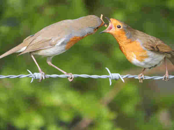 A pair of European Robins perched on a barbed wire fence. The male has a mealworm in his beak and is giving it to the female, who has her beak wide open.
