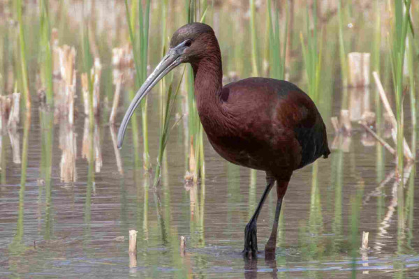 A Glossy Ibis bird wading in a marsh in Longmont, Colorado, USA. It is rare to be seen in the region.