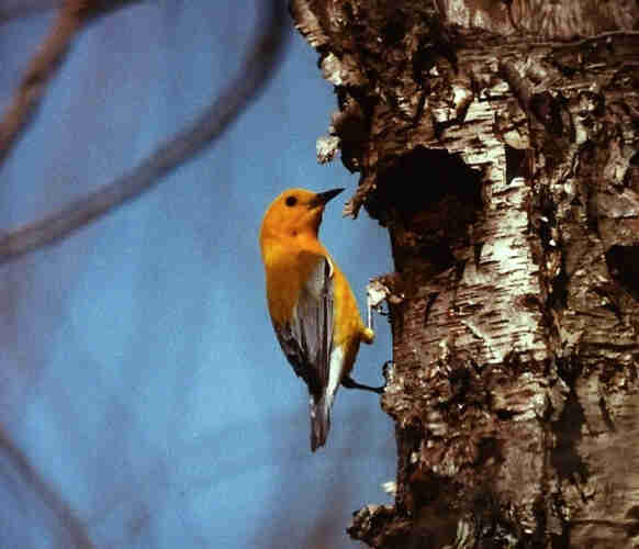 A Prothonotary Warbler perches on a tree. The bird is perched vertically, like a woodpecker. It's attending a hole in a birch tree. The bird has a golden-yellow head and a silver gray wings. Its eye is very black and really stands out on the golden face. The left side of the image is dominated by a blue sky background, but a few blurry branches are visible.