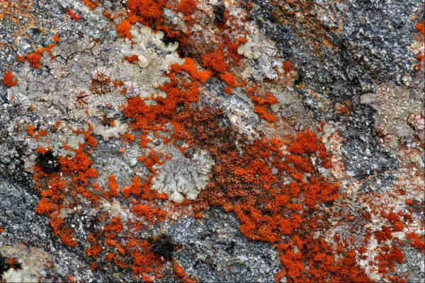Closeup of a rock surface of black / grey with white crystals. Overlaying the surface are colonies of different types of lichen. The largest of these are a powdery bright orange species, and a white-grey one with lobes and raised walnut-like areas. There are also a couple of small patches that look like black moss, but which I think are another type of lichen