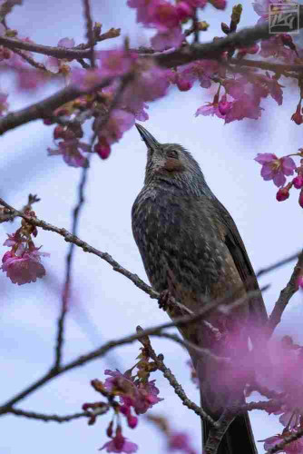 a brown-eared bulbul amid blooming kanzakura. the blue sky in the background is too pink to be natural.