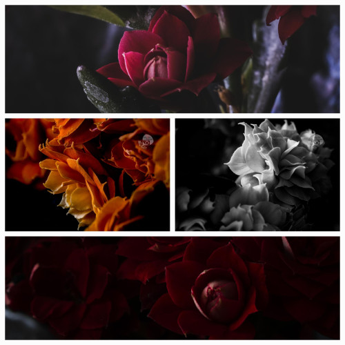 A 4 photo collage of macro flower photos. The top is of a red kalanchoe with thick leaves against a dark gray background. The center left shows an orange kalanchoe flower among more orange flowers. The center right is a black and white photo of a kalanchoe in high contrast light and shadow. The bottom panel shows multiple red kalanchoe flowers in deep shadow and highlights