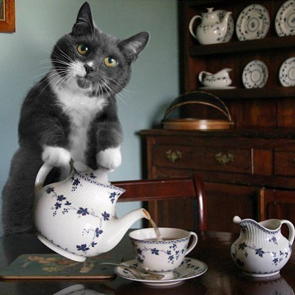 A very cute gray and white cat pouring a cup of tea. So funny!