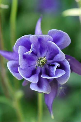 Closeup of the centre and surrounding petals of a vibrant blue flower. The centre looks like it's made up of a tangle of pale and dark green threads, and the petals seem to have a paler blue edge to them. The background is blurry green