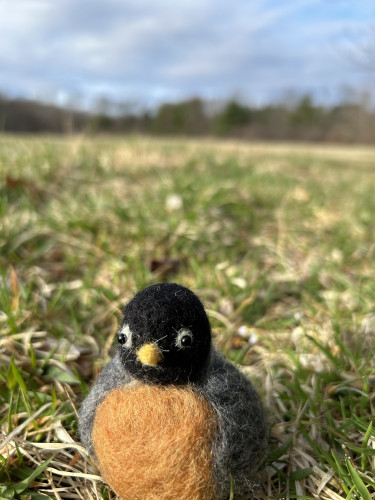 A needle felted American Robin facing the camera sits on the ground facing the camera in meadows in early Spring. 