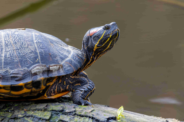 A turtle sitting on a log with its head stretched out. It has yellow lines going from under its head to the rest of its body. 