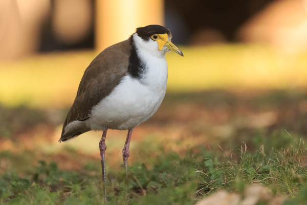 A Masked Lapwing in the early morning, puffed up against the cold. It appears quite round.

It has a white body, brown wings, yellow mask on its face to match its yellow beak and black cap and shawl, as befitting a bird of obvious style. 