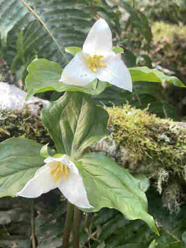 Trilliums in the woods near a moss covered log with a fern in the background. 