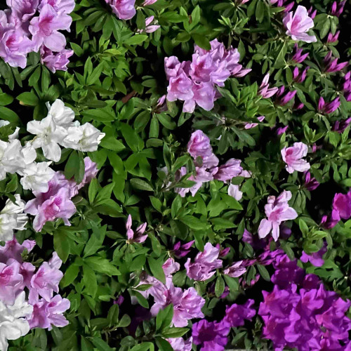 A dense cluster of dark pink, light pink and white azalea flowers amid lush green foliage.