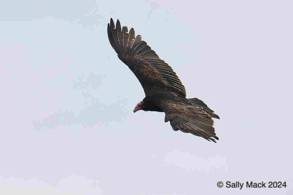 Color photo of a turkey vulture in flight. The bird is angled so that most of the upper part of outstretched wing can be seen. The bird is dark brown, head red, beak yellow. Background is plain gray.