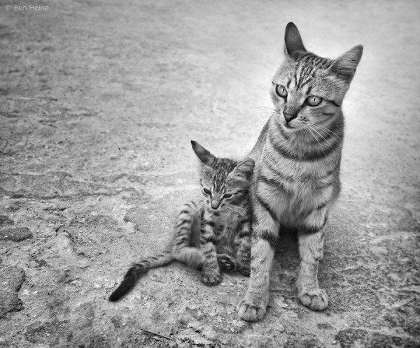 young mother cat sitting with her identical young kitten sitting leaning against her
on stone street black and white phote
