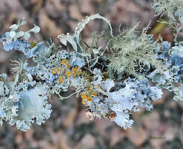 Lichen covered twig that fell from a tree. One bit of lichen resembles a curling suction cup tentacle, top center. Various weirdly shaped lichen, wavey edged plates, branching tendrils, goldeneye spiked orange cups, and more. 