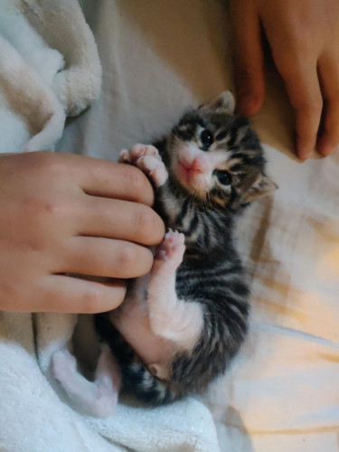 Roughly 3-week-old tabby kitten with white paws and a white face, and pink nose/mouth, lying on her back on a bad. She is looking at the camera. A hand appears to be rubbing her belly, and her little paws are pushing against the hand.