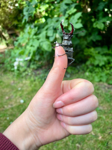 My hand giving a thumbs up, with a male stag beetle perched on my thumb with his legs wrapped around for stability large mandibles open and pointing to the sky. We are hanging out and having a nice time 