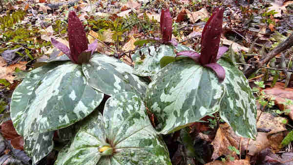 Four specimens of Trillium cuneatum, a plant with three wide mottled green leaves. Where the three leaves meet, a tall maroon flower sticks up. There are three small maroon sepals at the base of the flower. The flower is made up of three tall petals, about 3 inches long, formed into a spire.  