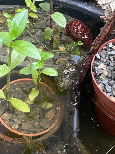 A cute frog peeking from a garden pond with potted plants