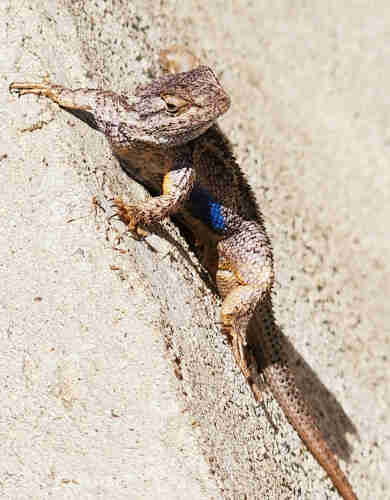 A "blue belly" or western fence lizard, clinging to the side of a concrete gully and leaning slightly so his bright blue belly is visible.