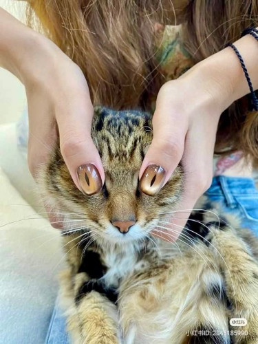 Photo of a woman holding her cats eye nails over the real eyes of a real cat.
