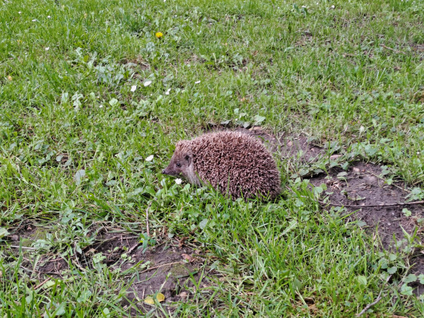 Photo of a hedgehog in grass, surrounded by daisies 