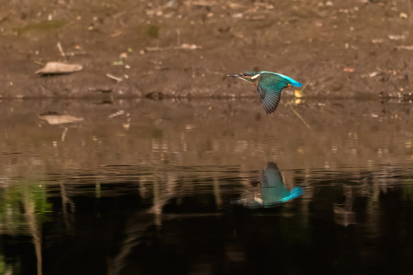 Fliegender Eisvogel knapp über der Wasseroberfläche. Das Ufer ist braun. Der Vogel spiegelt sich im Wasser. 