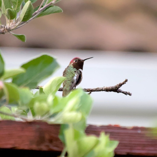 A hummingbird perched on a branch of a fruit tree. The bird's torso is mostly green with a red head, and a long narrow beak. 