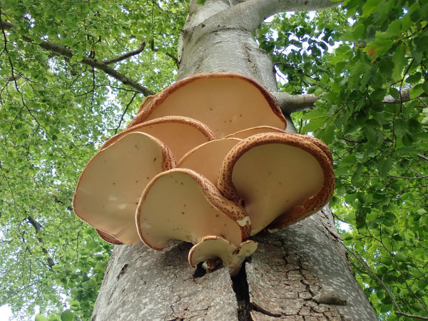 Looking up to Dryad's saddle mushrooms on the side of a beech tree. The name comes from Greek mythology. Creatures called dryads could sit for a rest on these massive mushrooms. 