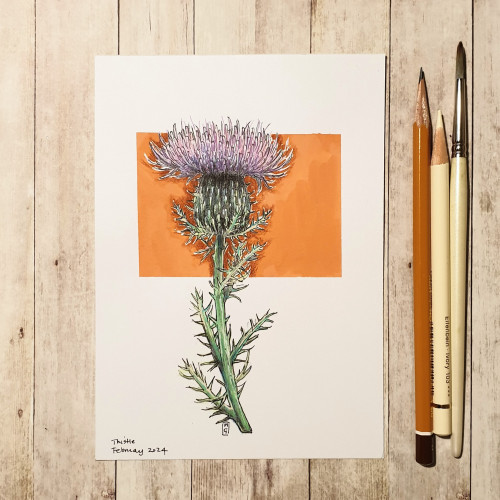 A colour drawing of a Scottish thistle with an orange background. 