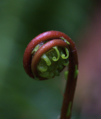 A dark red stem of a fern frond is coiled up in a tight coil. Small green leaflets are starting to uncurl in their own smaller spirals. 
