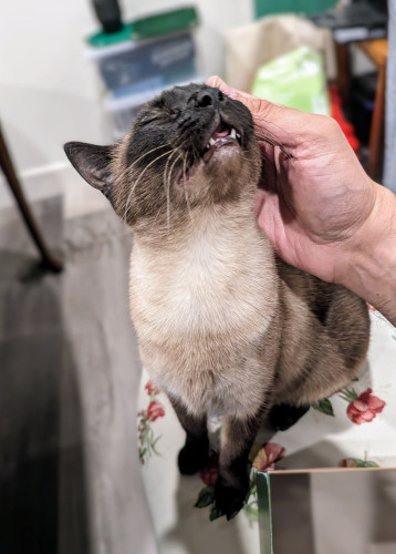 A Siamese cat sitting on a dining chair. The cat has her head back, eyes closed, and mouth open with lower teeth showing, in an expression of happiness as her head is being scratched.