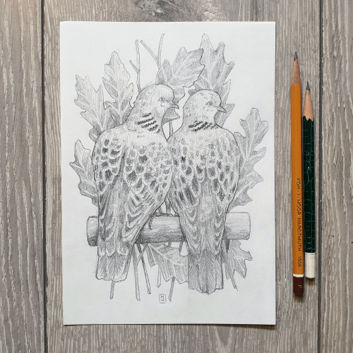 Original drawing - Two Turtle Doves
A pencil drawing of two turtle doves with oal leaves in the background.
Materials: graphite pencil, white sketchbook paper
Width: 15 centimetres
Height: 21 centimetres