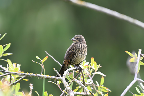 A grey juvenile bird perched on a bushy tree. I think it is a juvenile sterling, but I'm not sure.
