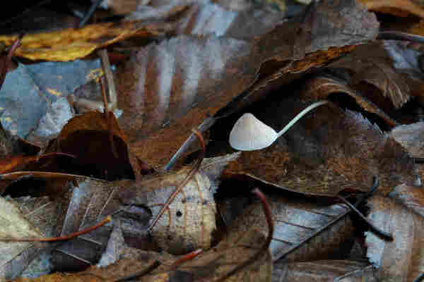 The ground is covered with wet brown leaves.
A small white mushroom finds its gap to the light through all these leaves.