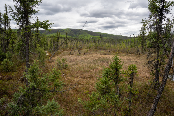 A view of the lower Granite Tors area featuring a wide clearing surrounded by dense spruce trees. The landscape is characterized by small shrubs and grasses in the foreground, leading to a mix of standing and fallen trees. The background shows rolling hills under a cloudy sky.