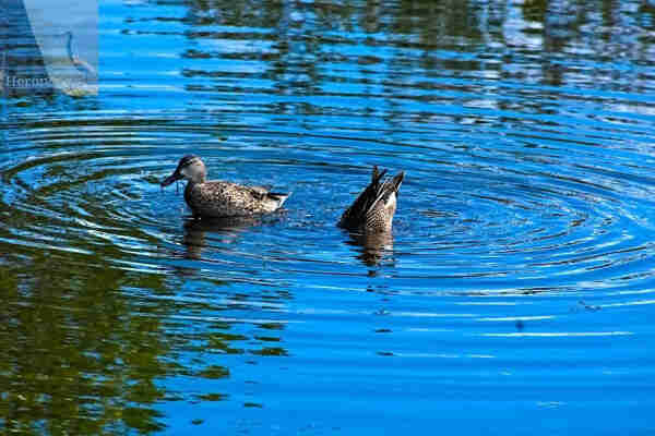 An outdoor, daylight photograph of two ducks swimming in water. One duck is swimming right-side-up with its head and body above the water. To the right, the duck has dived down, with its head and neck underwater and its tail and legs in the air. Ripples emanate from around the ducks. The water is mostly blue, but some is reflecting trees and foliage from the shore.