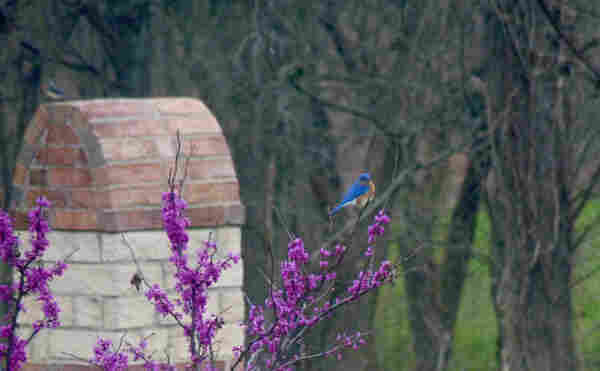 Bright blue bird with rusty sides and a white belly perched on a small, leafless tree that has tiny magenta flowers in bloom along the length of every branch. 
