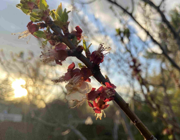 A branch of an apricot tree against late evening sky with golden sun. Some of the flowers still have white petals, but others have dropped their petals, and the remaining red sepals are very striking and beautiful in their own right. 
