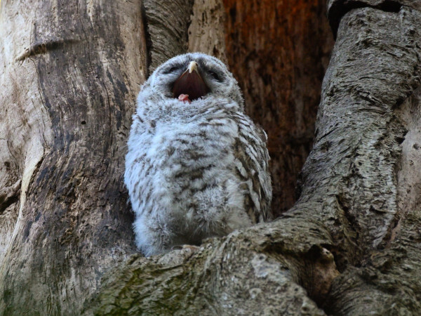 This fluffy baby owl is in full yawn with his head tilted back. 
It's tongue is sticking out slightly to the side.