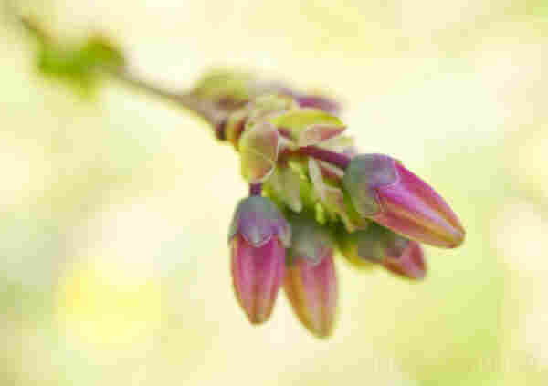 Pink Blueberry Buds with Green Pastel  II - a large cluster of small pink blueberry buds. It is an early Sunday Spring morning and the tiny blueberry flower buds are basking in the warm morning sun. The background is a soft warm cream and pastel green color. A beautiful macro photography representation of the blueberry blossom. The feeling is fresh, soft, and romantic. Artist Iris Richardson, Gallery Pictorem and ArtHero