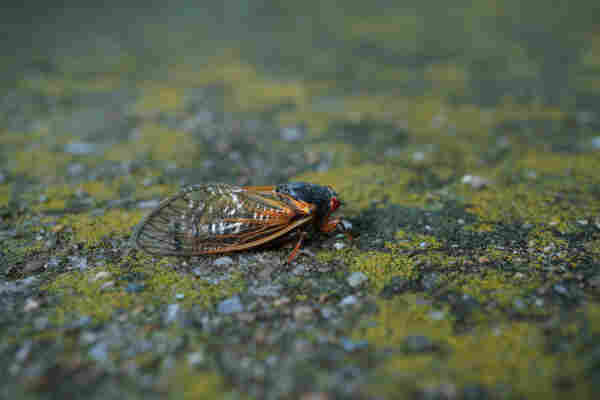 A macro photo of a Brood XIX cicada sitting on moss covered pavement. The pavement is about 50% covered in moss, it's beautiful. The cicada is facing towards the left, angled slightly away from the photographer. Their wings are beautiful and translucent with black lines segmenting them, which transition to orange the closer they get to the body of the Cicada. Their head is a dark bluish black, with big bulbous red eyes. Their legs are the same shade of orange as the front of their wings.