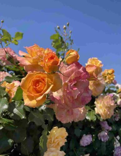 This is a photo of colorful rose blossoms taken in a neighboring town.
 Compared to previous years, the roses seemed to bloom earlier this year.
 Most of the roses were past their peak bloom time, but large bright orange-toned roses were in full bloom along the roadside fence. They looked like cheap and pretty illustrations of roses and reminded me of the many retro appliances I had in my childhood home.