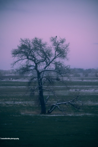an early morning photograph of a lone, barren, and snow dusted tree in the middle of green fields. A large bird, likely a hawk, sits in the upper branches of the tree, surveying the landscape. The sky is a soft pasetel pink, blue, and purple with hints of orange. A blue haze sits over the entire scene, awaiting its turn to evaporate as the sun rises higher.